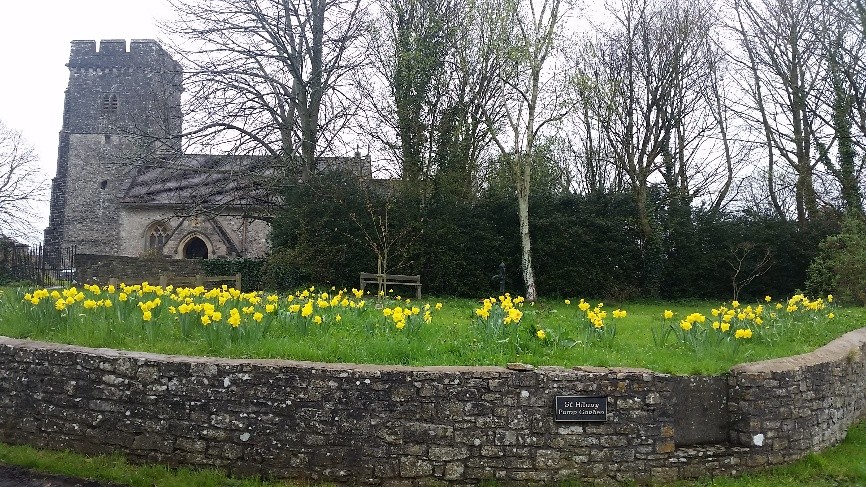 NML Daffodil planting2