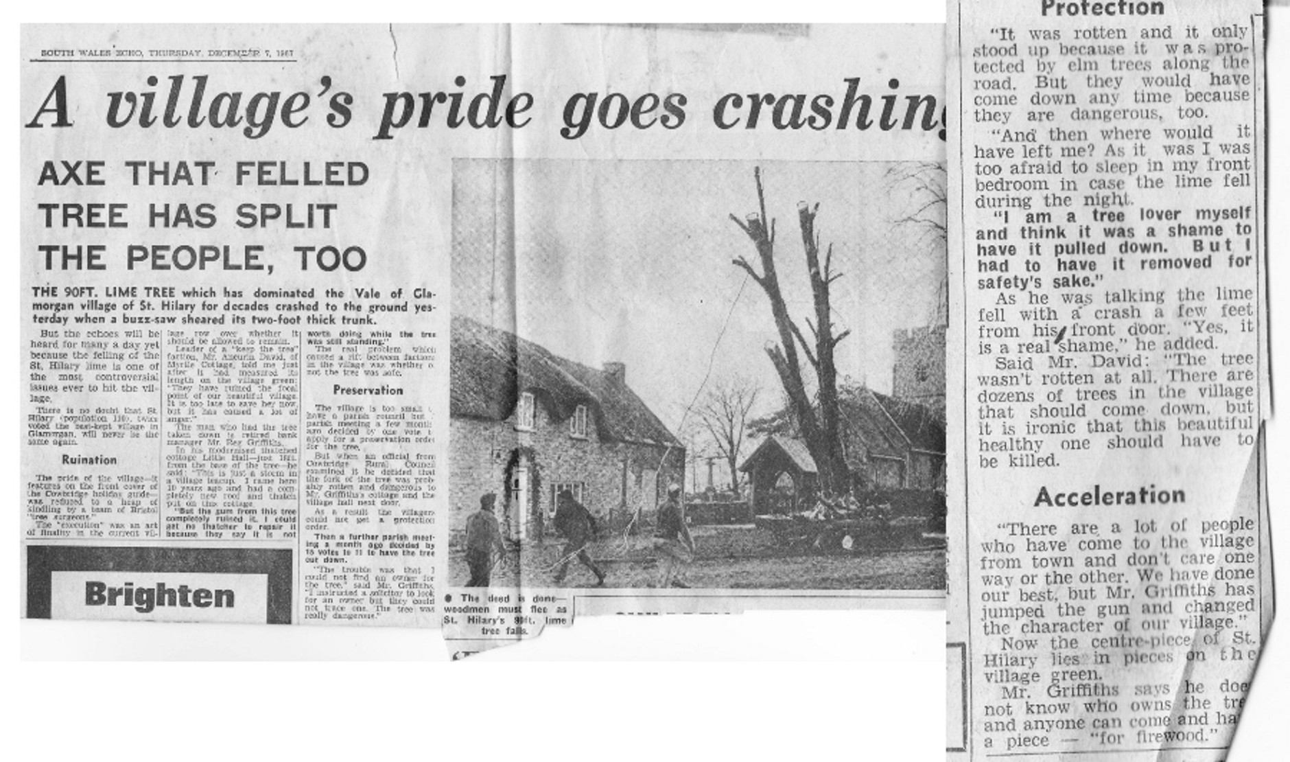 NML Tree felling newspaper article