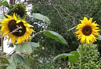 MonicaSunflowers