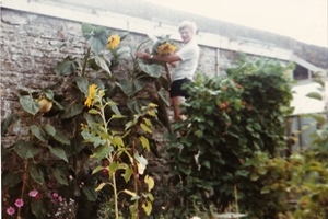 1980s sunflower competition Copy