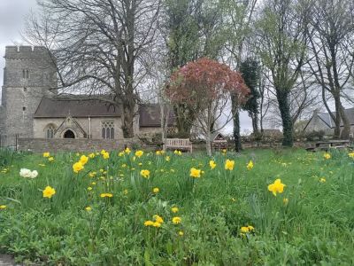 NML daffodils